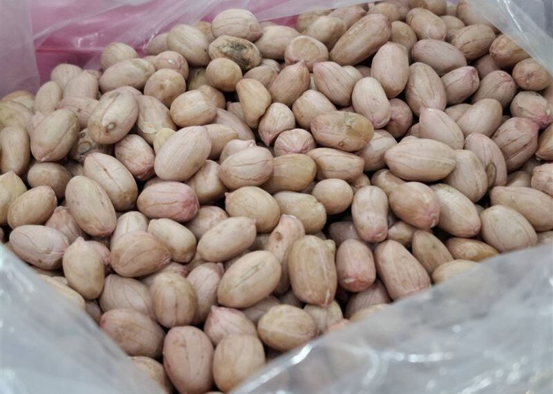 台灣新聞通訊社-新聞幕後／美國花生免稅將摧毀本土花生？業者傻眼：活在哪個平行時空