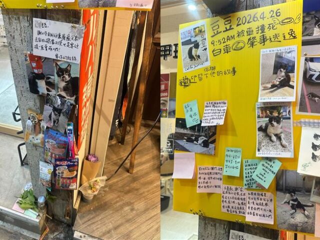 台灣新聞通訊社-惹哭全網！師大20年浪貓「豆豆」遭兩度輾壓慘死 監視器揪出最殘忍瞬間