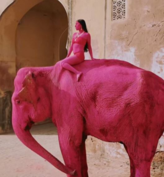 台灣新聞通訊社-高齡大象疑因「全身漆成螢光粉紅」慘死　網怒轟攝影師太殘忍