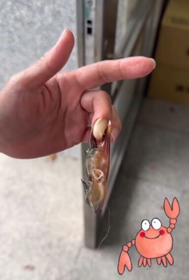 台灣新聞通訊社-手被紅蟳夾到拔不開！女子痛爆求助119　消防隊員見夾力驚呆：沒遇過