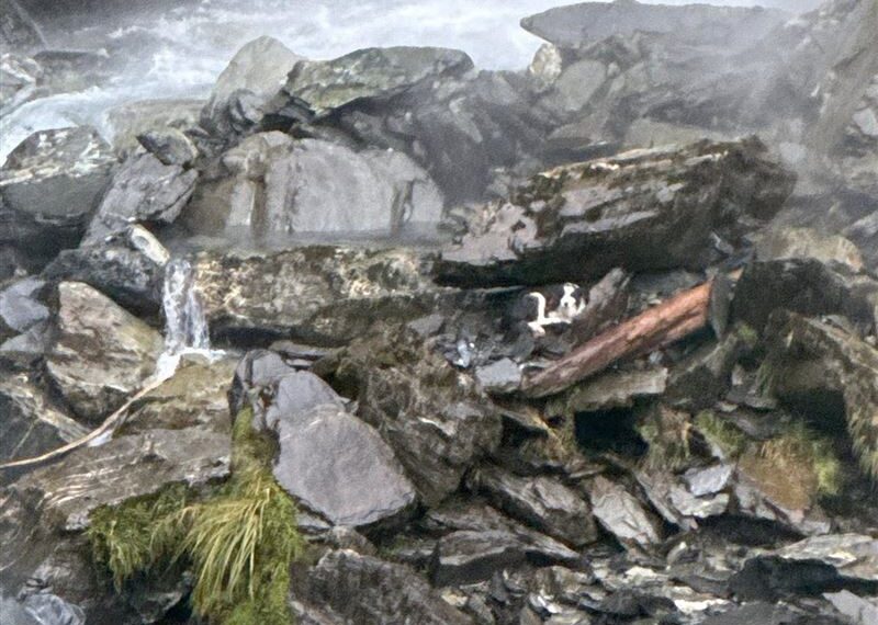 台灣新聞通訊社-女主人登山失足墜崖！邊境牧羊犬原地守候一周　募款救援成功