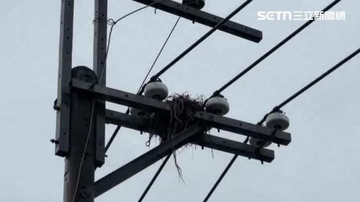 台灣新聞通訊社-電桿變築巢熱點　巢內含金屬絲成斷電元凶