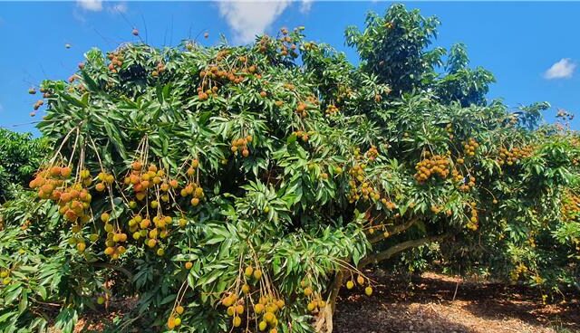台灣新聞通訊社-高雄玉荷包5月中上市 產量回穩緩解搶購潮