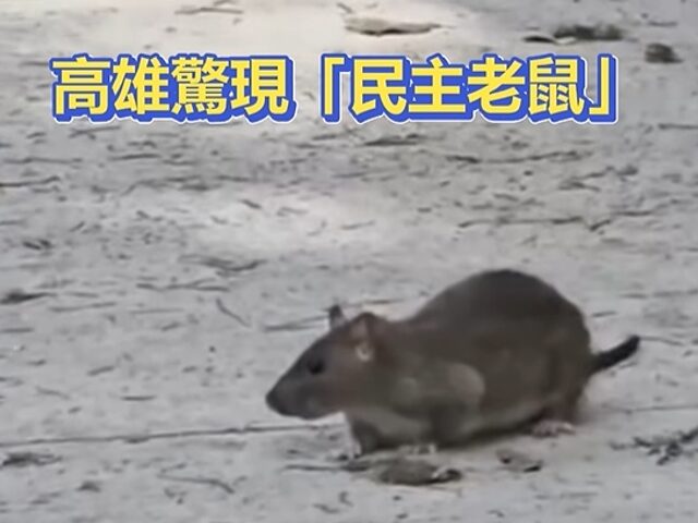 台灣新聞通訊社-「高雄鼠患」影片曝 青鳥崩潰：難道這樣台北鼠就會消失？
