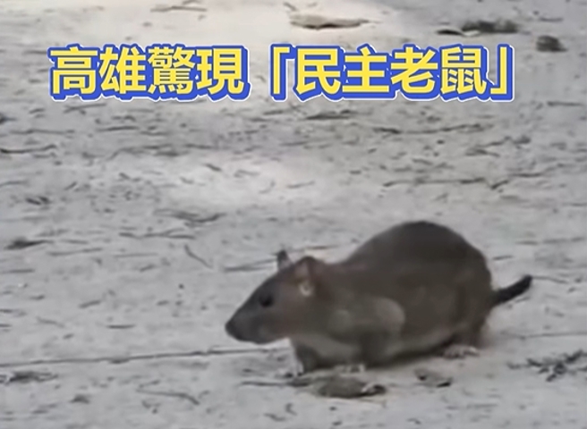 台灣新聞通訊社-「高雄鼠患」影片曝 青鳥崩潰：難道這樣台北鼠就會消失？