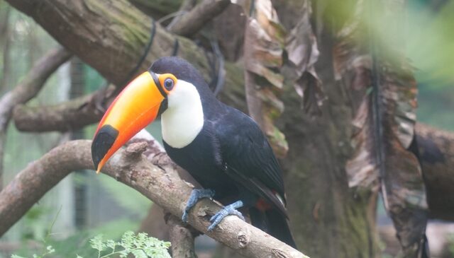 台灣新聞通訊社-鼠患燒到這？遊客逛北市動物園驚見大巨嘴鳥叼老鼠 園方回應了