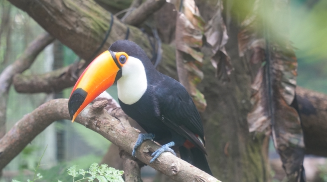 台灣新聞通訊社-鼠患燒到這？遊客逛北市動物園驚見大巨嘴鳥叼老鼠 園方回應了