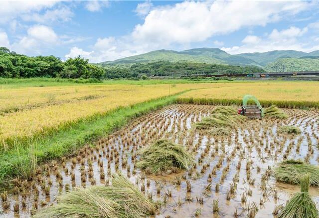 台灣新聞通訊社-響應世界候鳥日！新北打造候鳥「生命補給站」