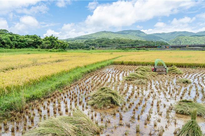 台灣新聞通訊社-響應世界候鳥日！新北打造候鳥「生命補給站」