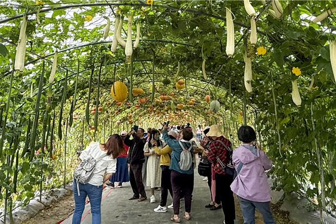 台灣新聞通訊社-造橋南瓜季登場！逾30種品種齊發 200米南瓜隧道吸睛