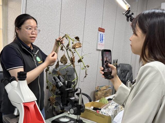 台灣新聞通訊社-作物生病看醫生 觀音區農會引進植物診療解農民疑難雜症