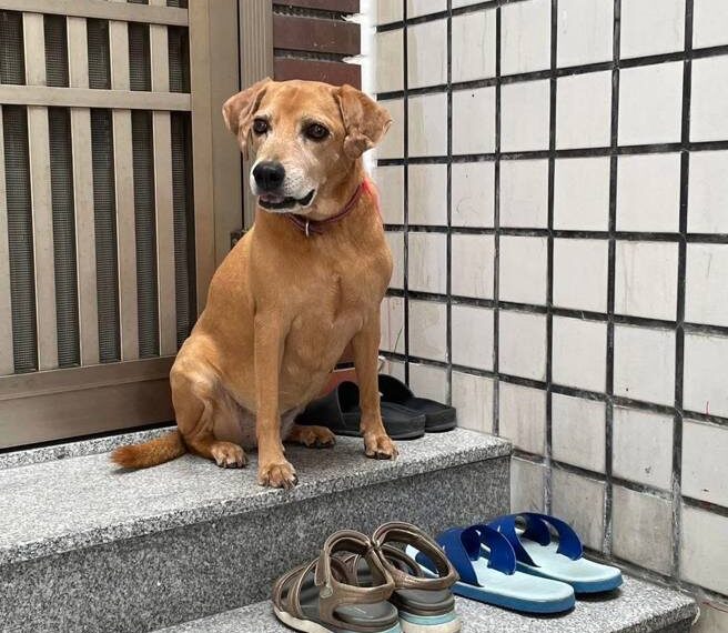 台灣新聞通訊社-美琪之後又有新任務!台南永康飼主懸賞20萬「找阿妹」