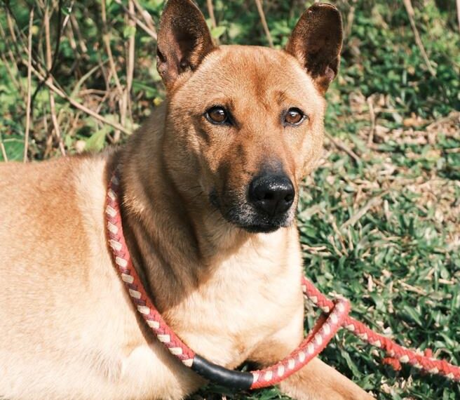 台灣新聞通訊社-誤中山豬吊重創截肢！米克斯犬「蛋黃」重拾信任尋新家