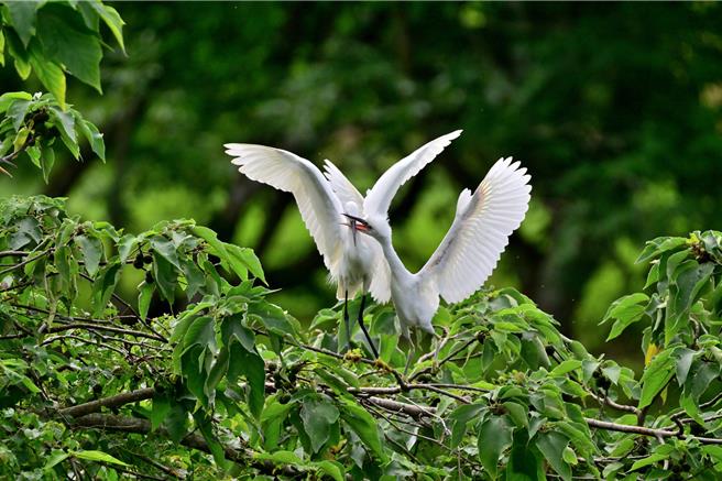台灣新聞通訊社-關山親水公園迎鷺科繁殖季 人工島變身「育嬰房」
