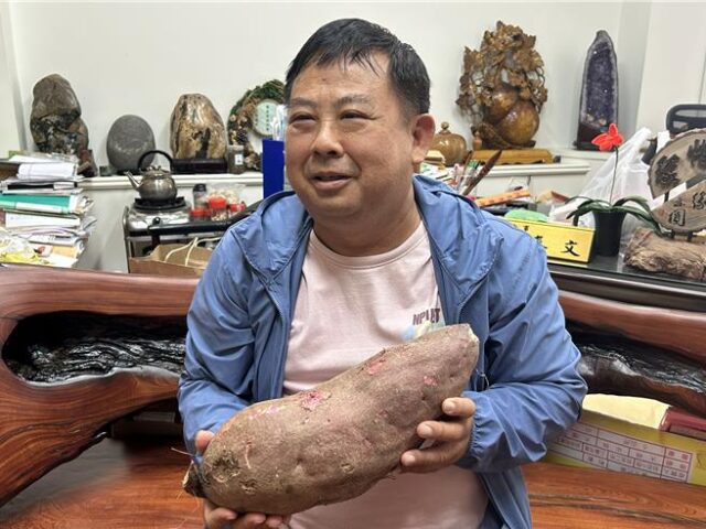 台灣新聞通訊社-比新生兒重！屏東九如鄉農會「1號地瓜」種植祕訣大公開