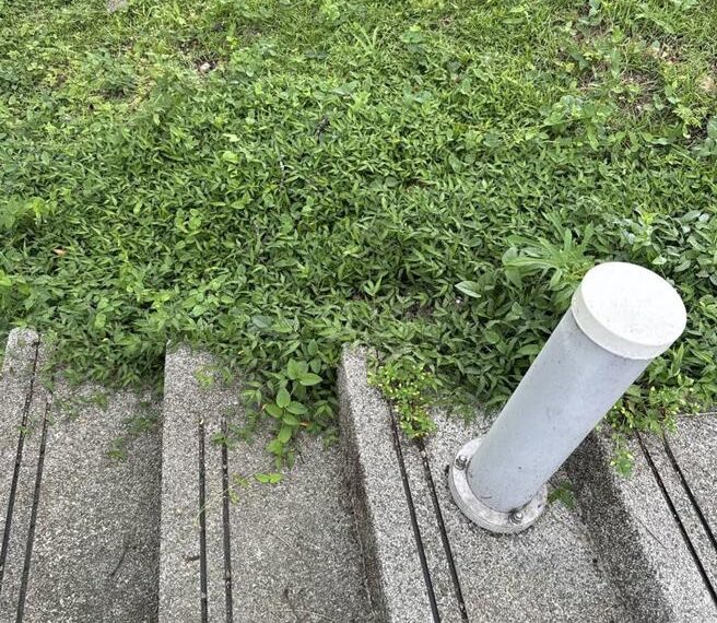 台灣新聞通訊社-影》天氣熱爆蛇出沒!淡水公園驚見眼鏡蛇
