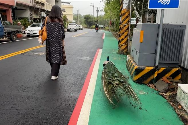 台灣新聞通訊社-明德水庫驚見超萌巡守員 日新島孔雀定時巡街查勤