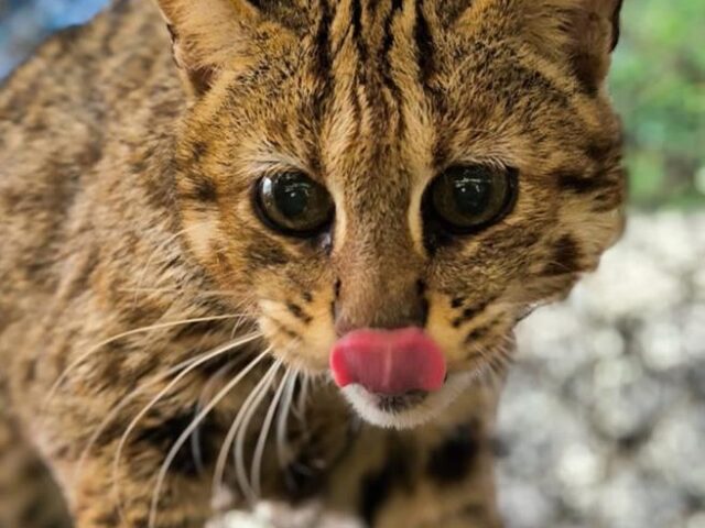 台灣新聞通訊社-19歲高齡石虎「小母」離世 北市動物園不捨道別