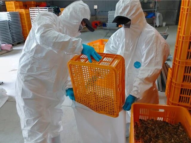 台灣新聞通訊社-屏東爆禽流感H5N1！7.8萬隻鵪鶉緊急撲殺
