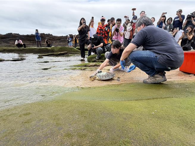 台灣新聞通訊社-新北年救23隻鯨豚海龜 玳瑁「龜太郎」今從野柳重返大海
