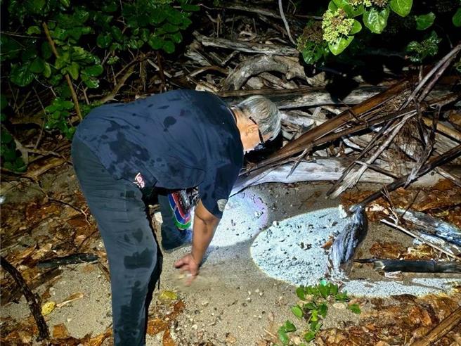 台灣新聞通訊社-米糠「誘捕」數百隻寄居蟹 車城後灣驚現20餘陷阱