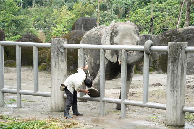 台灣新聞通訊社-大象也要上課！北市動物園期間限定 揭秘「馴象課」奧秘