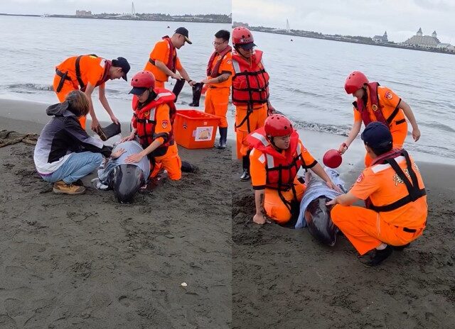 台灣新聞通訊社-淡江大橋旁！4隻海豚擱淺八里河岸　海巡急忙澆水救援
