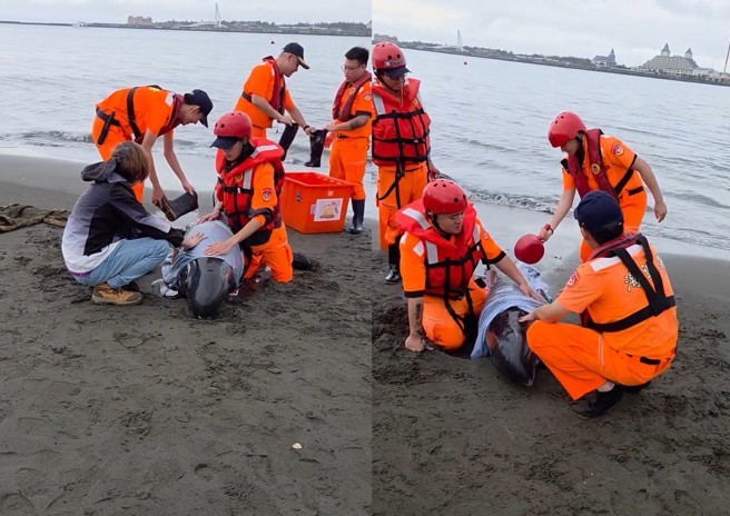 台灣新聞通訊社-淡江大橋旁！4隻海豚擱淺八里河岸　海巡急忙澆水救援