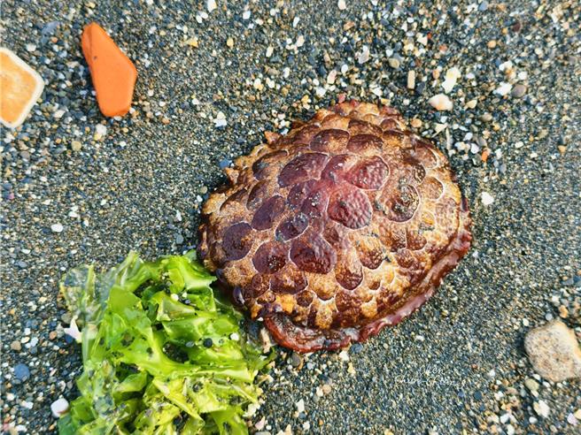 台灣新聞通訊社-林園海岸首現「紅龜粿」生物！福斯卡側鰓海蛞蝓驚奇現蹤