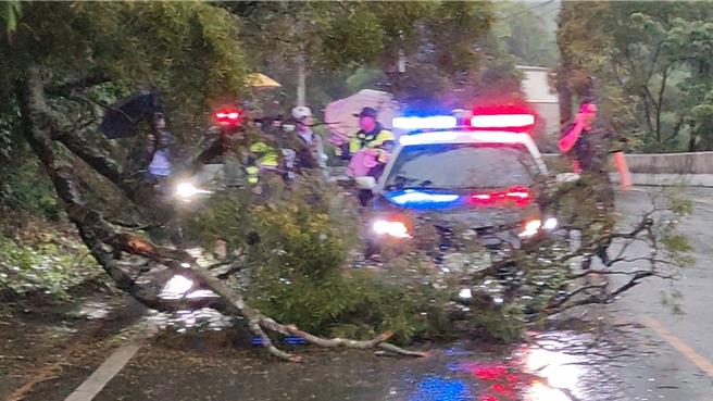 台灣新聞通訊社-頭份大雨路樹突倒塌 騎士遭擊中當場無生命跡象