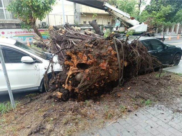 台灣新聞通訊社- 校園意外！台中二中老樹倒塌壓壞BMW   校方：觀察已久將理賠