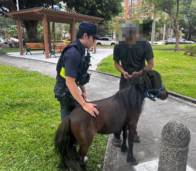 台灣新聞通訊社-迷你馬二度脫逃悠哉逛北投大街 飼主遭警開罰