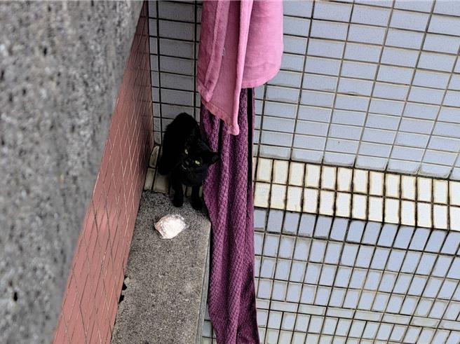 台灣新聞通訊社-小黑貓受困22樓屋簷 新北動保處花3 小時成功救援