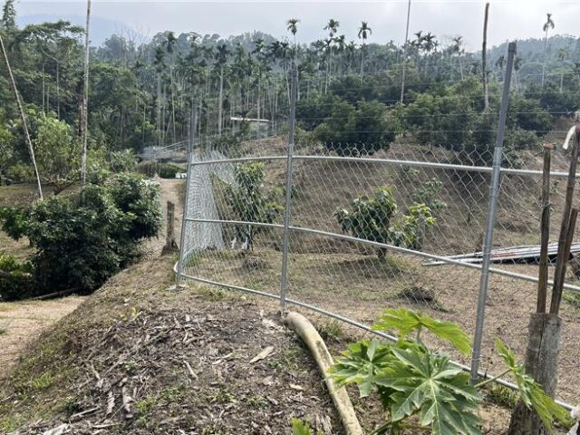 台灣新聞通訊社-芒果豐收卻笑不出來！獼猴「拆袋」狂嗑 老農無奈：乾脆不種了