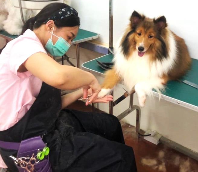 台灣新聞通訊社-毛孩洗香香不怕踩雷 高雄推寵物美容定型化契約護權益