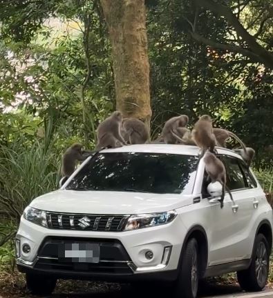 台灣新聞通訊社-休旅車慘變「猴群遊戲場」！9隻獼猴在車頂開打　他驚：車主會氣瘋