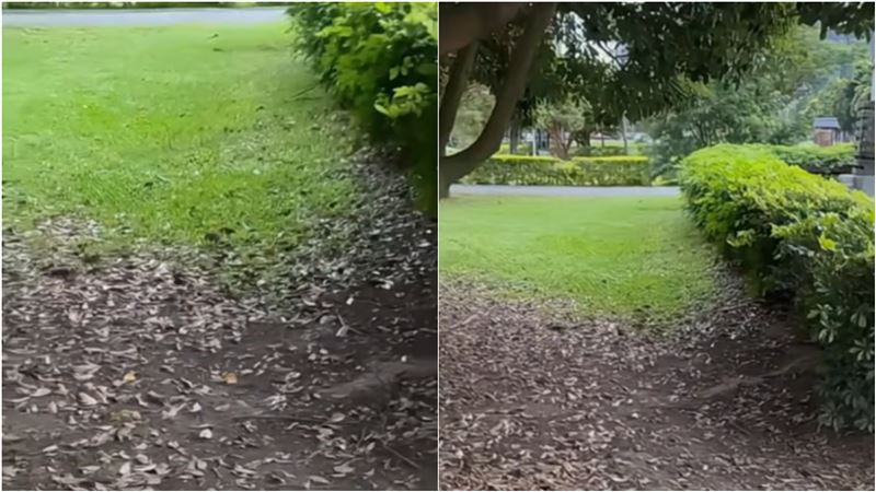 台灣新聞通訊社-北市鼠患燒到新北？林口公園驚見「老鼠滿地跑」　畫面曝光