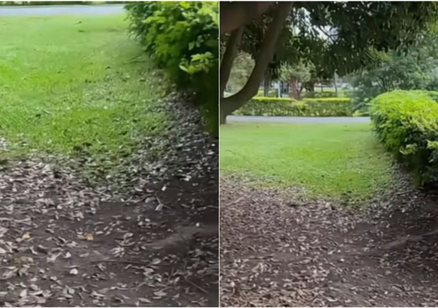 台灣新聞通訊社-北市鼠患燒到新北？林口公園驚見「老鼠滿地跑」　畫面曝光