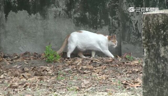 台灣新聞通訊社-獨家／養貓防老鼠？北市鼠患升溫　專家揭「真相打破迷思」：有些還會怕