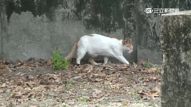 台灣新聞通訊社-獨家／養貓防老鼠？北市鼠患升溫　專家揭「真相打破迷思」：有些還會怕