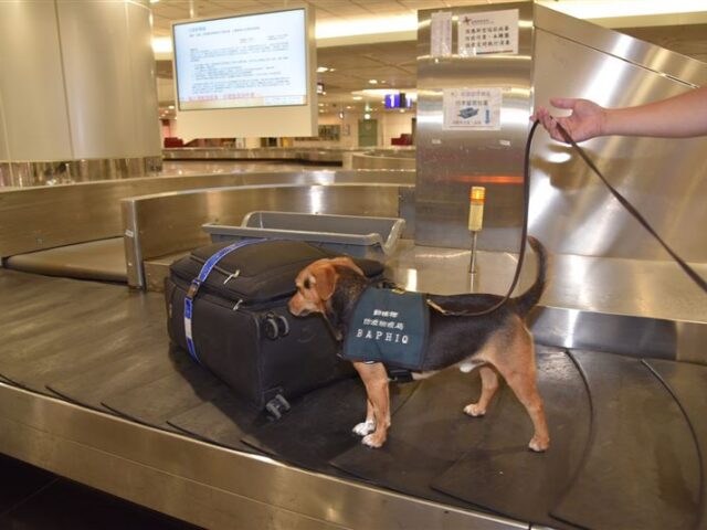 台灣新聞通訊社-桃機EVA檢疫犬海報「I吸YOU」爆紅！日本網友驚艷：怎麼念？