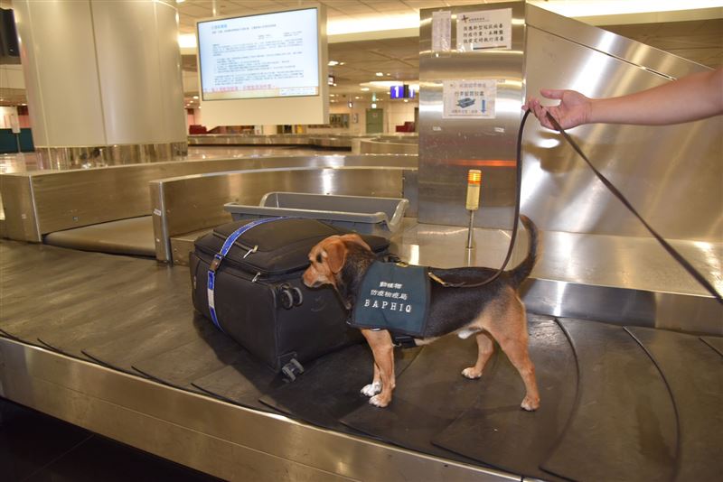 台灣新聞通訊社-桃機EVA檢疫犬海報「I吸YOU」爆紅！日本網友驚艷：怎麼念？