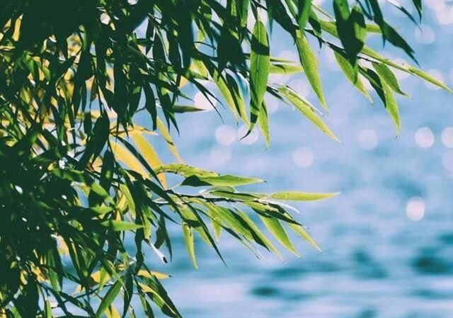 台灣新聞通訊社-今天立夏！「4生肖」慎防血光之災：開車、過馬路都要小心