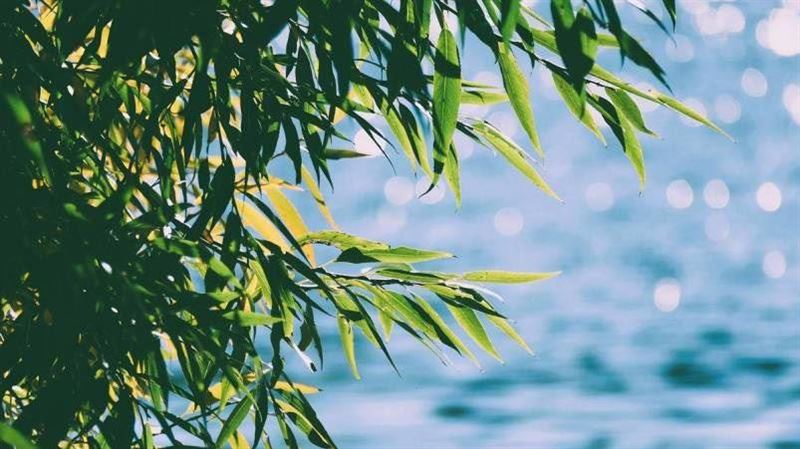 台灣新聞通訊社-今天立夏！「4生肖」慎防血光之災：開車、過馬路都要小心