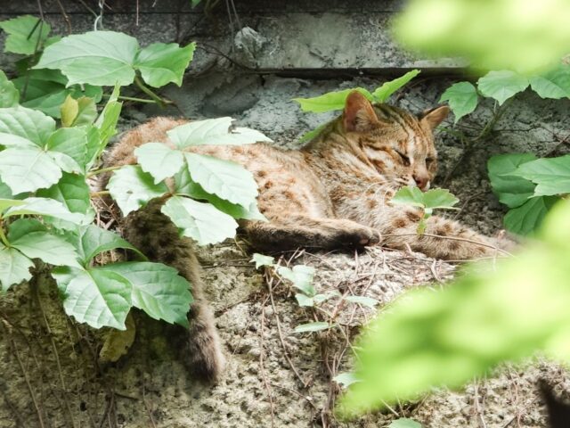 台灣新聞通訊社-再見了小母！北市動物園最年長石虎辭世　民眾不捨哀悼：一路好走