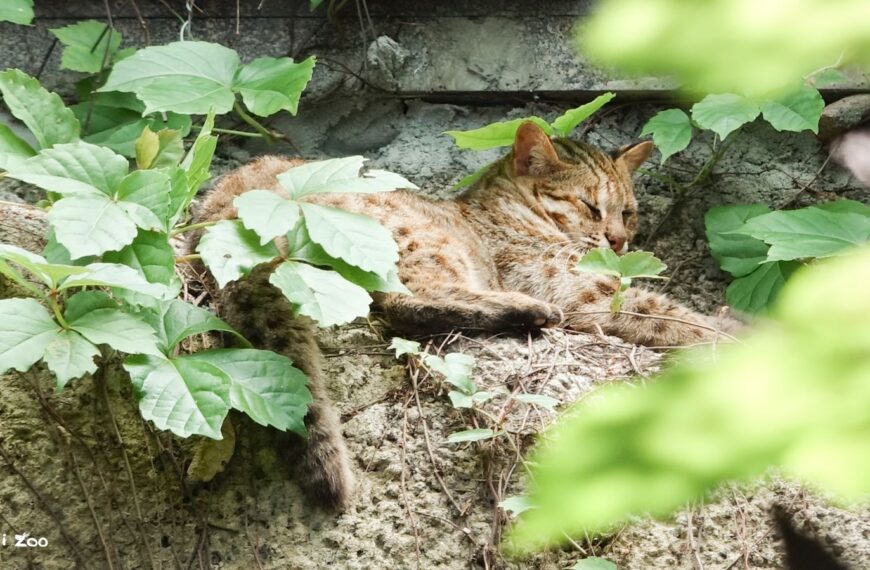 台灣新聞通訊社-再見了小母！北市動物園最年長石虎辭世　民眾不捨哀悼：一路好走