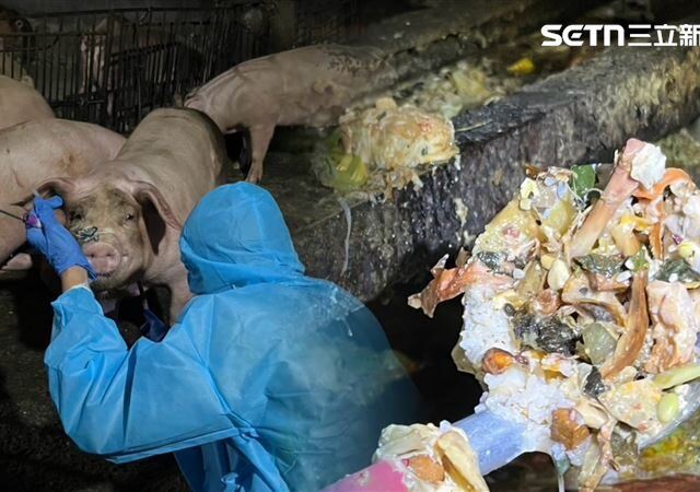 台灣新聞通訊社-餵100隻無名豬…吃廚餘！非洲豬瘟檢驗結果曝　重罰43萬