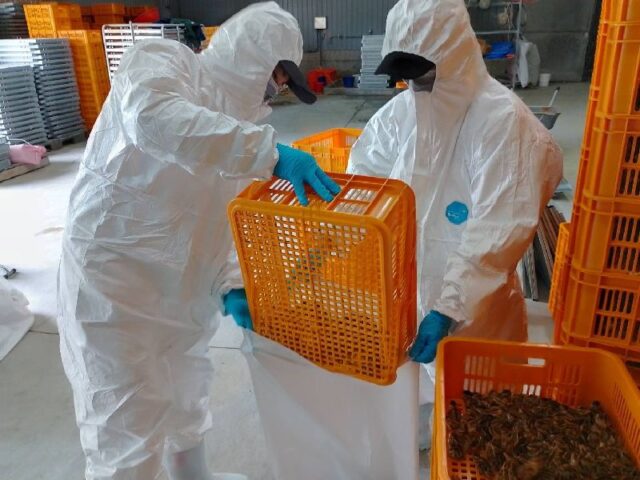 台灣新聞通訊社-屏東鵪鶉場確診H5N1禽流感　撲殺7.8萬隻