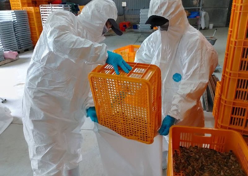 台灣新聞通訊社-屏東鵪鶉場確診H5N1禽流感　撲殺7.8萬隻