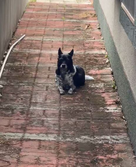 台灣新聞通訊社-找到美琪「50萬懸賞金」何時發？飼主曝愛犬現況盼盡快落幕：太多人騷擾